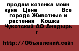 продам котенка мейн-куна › Цена ­ 35 000 - Все города Животные и растения » Кошки   . Чукотский АО,Анадырь г.